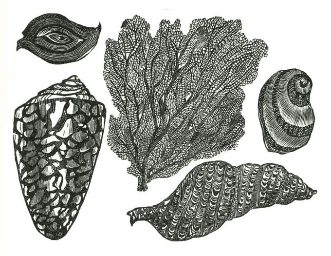 Tomasi di Lampedusa, Die Sirene (Brylka)