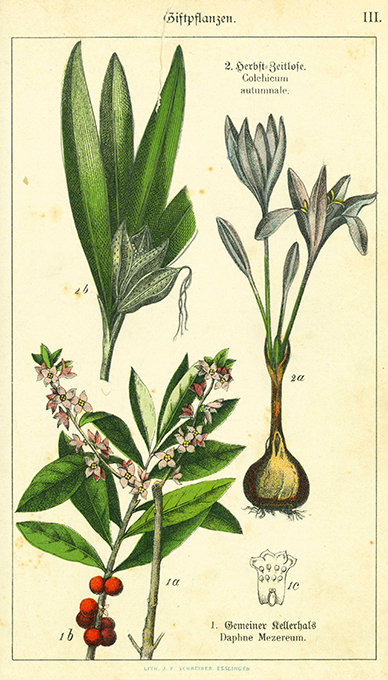 Müller, F., Das große illustrirte Kräuterbuch