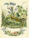 Morgenstern, L., Das Bienenkäthchen