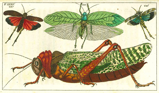 Wilhelm, Unterhaltungen der Naturgeschichte - Insecten I