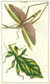 Wilhelm, Unterhaltungen der Naturgeschichte - Insecten I