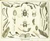 Wilhelm, Unterhaltungen der Naturgeschichte - Insecten I